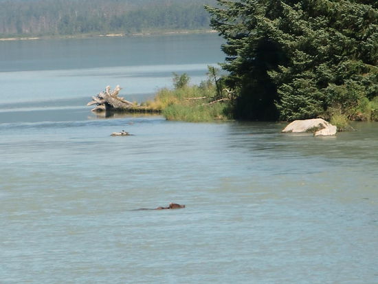Der Bär schwamm durch den Fluss auf die andere Seite.
