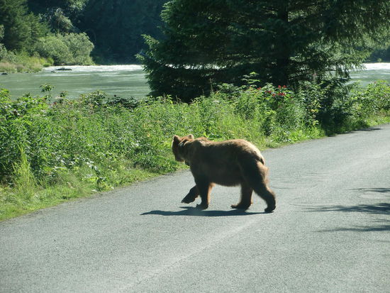 Der Grizzly überquerte in Seelenruhe die Strasse um im Gebüsch am Ufer des Baches zu verschwinden. 
Da der Grizzly ein Halsband trug fragte ich später im Visitor-Center nach:
Eine Bärenfamilie hatte sich in der Nähe des CP niedergelassen und um sie überwachen zu können hatte man sie betäubt und ihnen ein Halsband mit Sender angelegt.