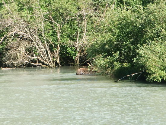 Der Bär verschwindet in der dichten Vegetation des anderen Ufers