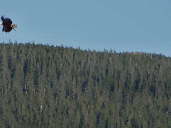 Weisskopfseeadler im Flug. Leider schwierig mit unserer kleinen Kamera zu fotografieren!