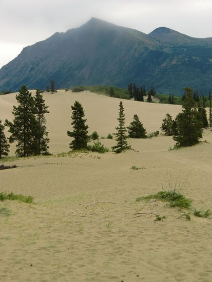Kurz hinter Carcross diese merkwürdige kleine Wüste inmitten von Bergen, Wäldern und Seen
Hier lief dann ein Fuchs entlang mit einem gefangenen Squirrel (Eichhörnchen) im Maul