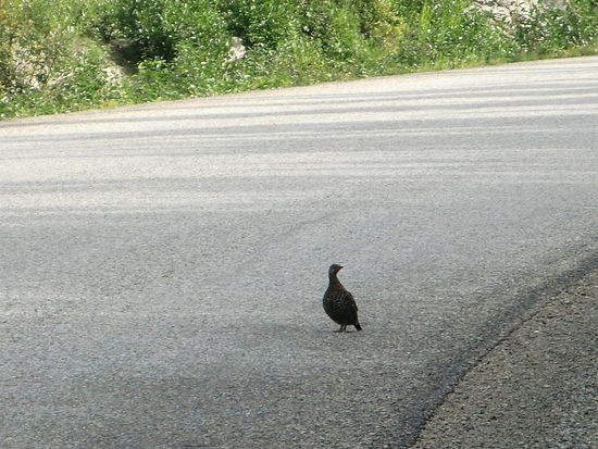 Einzige Tiere bisher auf dem Cassiar Hwy.: Ptarmigans (Chickens) die Schneehühner die im Sommer braunes Federkleid haben
Die bleiben einfach auf der Strasse stehen und dann werden leider viele von ihnen überfahren!
