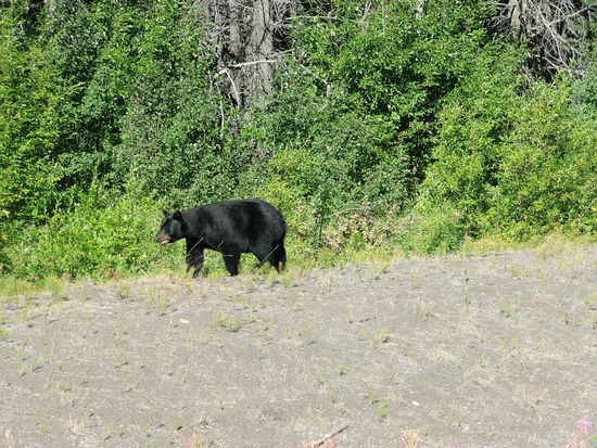 Der schöne Schwarzbär mit dem unglaublich glänzenden Fell