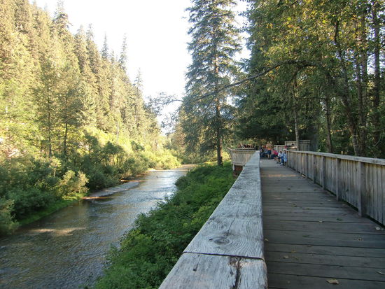 Bärenplattform in Hyder