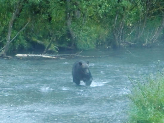 Es lag schon ein Dunstschleier über dem Bach als der Grizzly kam