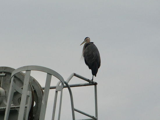 Morgendliche Begrüßung in Porteau Cove