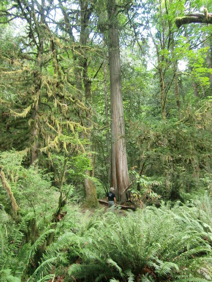 Im Regenwald am Lynn Canyon