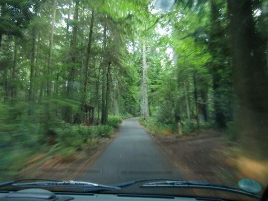Kleine Strasse durch den Washington-Park in Anacortes durch dichten Regenwald
