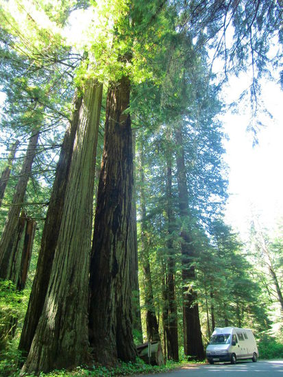 Unsere ersten Redwood-Bäume