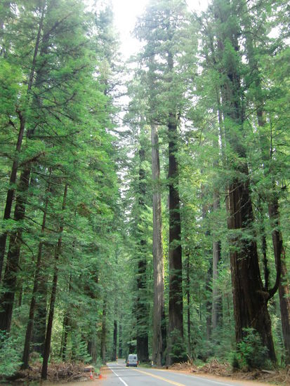 Die Bäume sind so hoch daß ich Schwierigkeiten habe sie mit der Kamera zu fotografieren.