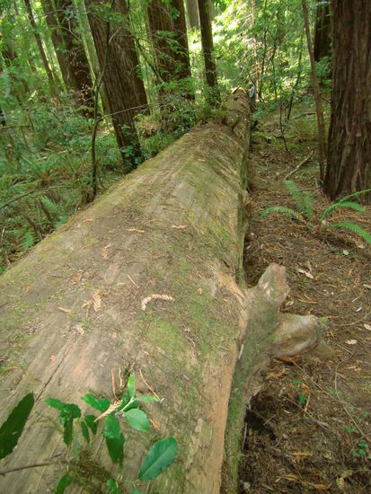 Ein über 100m langer umgestürzter Baumriese!