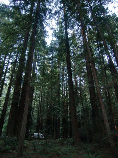 Unser Auto inmitten der Baumriesen auf dem Campingplatz