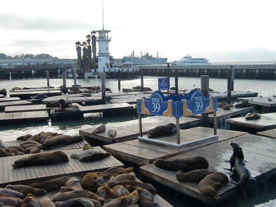 Von einem Steg aus kann man ganz nahe an die Seelöwen heran! Und das mitten in der Stadt am Pier 39!