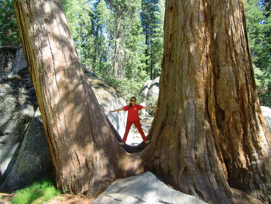 Oh, habe ich eine Kraft !!!!  
Kurze Wanderung zu den Big Trees. 
Irgendwie waren wir etwas enttäuscht von den Sequoias hier. Sie waren ja wirklich beeindruckend mit ihrem dicken Stamm und der zimtfarbenen Rinde, aber es stellte sich nicht das 'sprachlos vor Staunen' ein wie bei den Küstenredwoods.
Vielleicht liegt es daran daß diese Bäume hier vereinzelt stehen in einem Mischwald. Die Küstenredwoods z.B. an der Avenue of the Giants stehen dicht an dicht und es gibt fast keine anderen Bäume dort. Das läßt das Ganze um so gigantischer erscheinen.