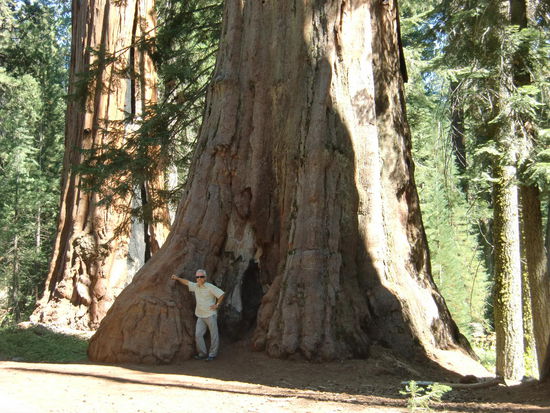 Wir machten hier nur die Touri-Wanderungen aber keine wirklich richtige Wanderung durch den Wald da mir die Sequoia-NP-Zeitung gleich mal den Spass gründlich verdorben hat. Bären gibt es hier auch - o.K. an den Gedanken habe ich mich gewöhnt. Das empfinde ich langsam als normal. Aber Klapperschlangen sollen hier im Park 'oft' vorkommen!
Nicht vorkommen!! OFT vorkommen!!!!
Nein danke -das ist zuviel unliebsame Tierwelt für mich!