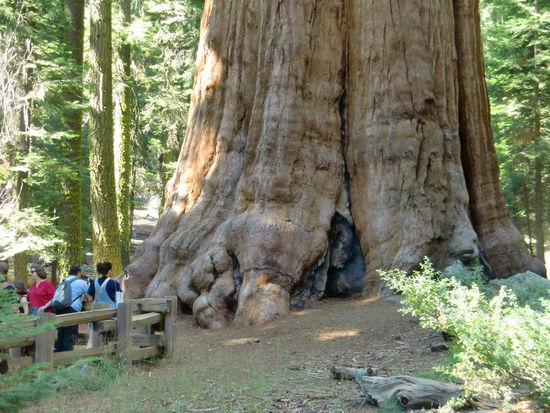 Riesenrummel am größten, d.h.breitesten Stamm, Baum der Welt - der General Sherman. Das war der ganze Sache schon etwas abträglich. Ich fand es schade, daß man am Stamm nicht entlang laufen konnte. Bei den Küstenredwoods gab es keine Begrenzungen; man konnte wie man wollte durch den Wald laufen.
Hier hieß es: man soll auf dem Pfad bleiben um die 'Wurzeln' der Sequoias nicht zu beschädigen! Haben die Küstenredwoods keine Wurzeln?
Viele spanisch sprechende Touristen hier! Ganz hervorragend - endlich verstehe ich mal wieder was!!!!
Ich kann zwar auf ENGLISCH was fragen und sagen, aber wehe man antwortet mir:  'Gregor komm mal schnell!  Dieses merkwürdige Amerikanisch geht mir nicht ins Ohr!
Wir bekamen noch einen Platz auf dem CP im Park. Die Amis sind schon verrückt -die Kanadier auch - was ihr Lagerfeuer angeht. Jeder entfacht ein Feuer obwohl die meisten gar nicht darauf grillen. Hinter uns machte ein Ami Feuer mit soviel Rauch daß wir alles im Auto hatten und mir die Augen tränten und der Nachbar neben uns ließ sein Feuer hoch lodern, daß ich Angst hatte die daneben stehende kleine Tanne fängt an zu brennen. Und überall stehen Schilder daß man auf die Waldbrandgefahr achten soll und sie z.Zt. high bis extreme ist! Das soll einer verstehen!?