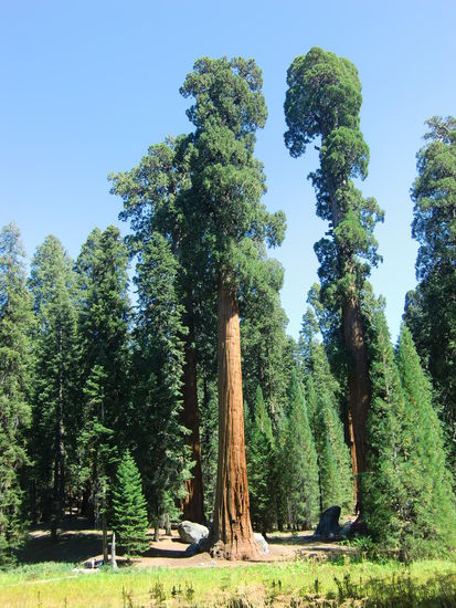 Sequoia-Baum,die im Gegensatz zu den Küsten-Redwoods einen wirklich goldbraunen Stamm haben.
Wir kauften am Kassenhäuschen des Sequoia NP unseren Annual-Pass, den Jahrespass für alle NP der USA. Zu unserer großen Überraschung kostete dieser nicht 80 $ p.P., sonder der Preis galt 'pro Auto'!!!! Wir konnten das kaum glauben und fragten nach - alles o.K.! Das war jetzt aber wirklich viel billiger im Vergleich mit Kanada!
Leider kam dann auf Nachfrage die wenig erfreulich Nachricht, daß alle CP im Park ausgebucht seien - wir sollten aber fragen, denn es gäbe mal immer wieder einen freien Platz.
Schon wieder Stress!!! Denn wer zuerst kommt - mahlt zuerst!
Aber egal - wir sausen da jetzt nicht hin sondern sehen uns die Highlights unterwegs an, egal wann wir dann ankommen!
Das war dann auch gut so, denn wir bekamen noch einen Platz für die Nacht!
Auf der Rückseite mußte ich den Pass unterschreiben und wir fuhren in endlosen Kehren immer weiter nach oben.
Und plötzlich änderte sich die trockene Landschaft und wir waren mitten im grünen Wald!