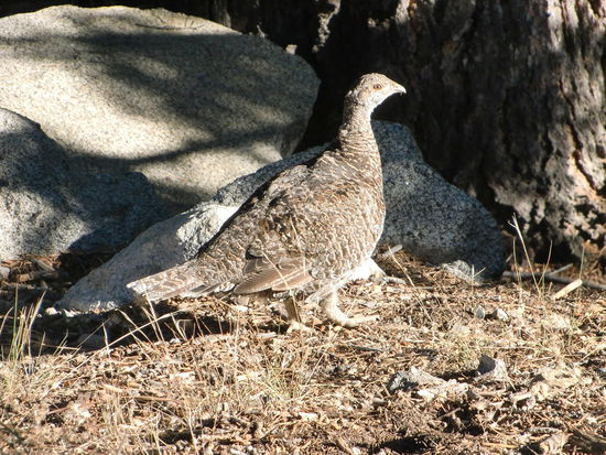 Im Yosemite NP war dass Kassenhäuschen morgens um 7 Uhr noch geschlossen; so fuhren wir in endlosen Kehren bergauf und dann rechts ab zum Glacier Point!
Begrüßt wurden wir von einem Schneehuhn!