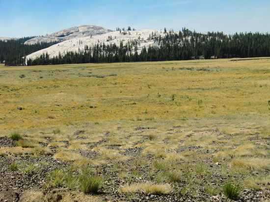 Hochebene kurz vorm Tioga Pass