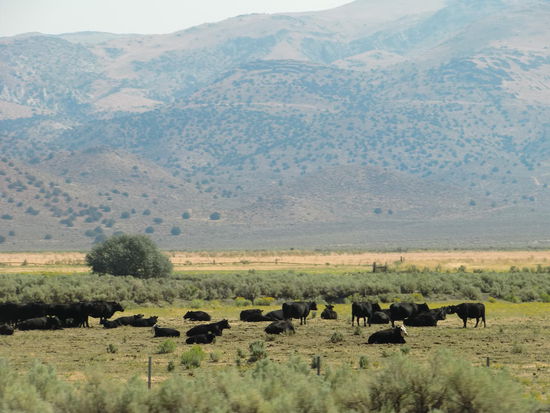Weiterfahrt nach Susanville wo wir dann am MacDonald Parkplatz parkten und ich meinen Blog weiterschreiben konnte.
Das kostete Zeit und wir kamen nicht mehr weit an diesem Tag.