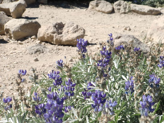 Überall schöne blau blühende Sträucher am Wegesrand.