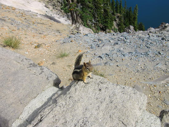 Diese niedlichen Streifenhörnchen sind man überall!