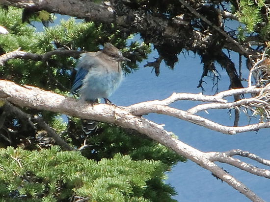 Diese wunderschönen Vögel mit dem leuchtend blauen Gefieder ließen sich nur schwer fotografieren!