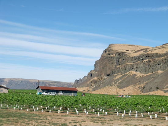 Mit Bewässerung wachsen hier Weinreben und Obstbäume inmitten der Wüste!
