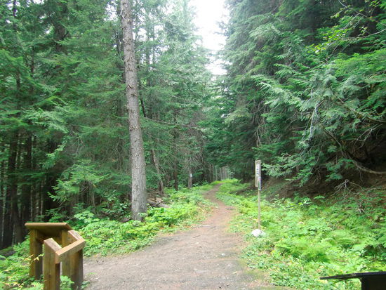Loop Brook Trail (ca. 1,4 km) im Glacier NP. Der etwas weitere Weg hatte gleich ein Schild als Warnung bereit: Nur in Gruppen ab 4 Personen gehen da z.Zt. eine Grizzlybärin mit 2 Jungen hier in der Gegend unterwegs ist!