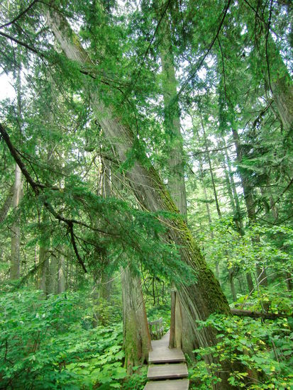 Giant Cedar Trail, ein 500 m langer Bordwalk.
Ich habe Gregor gefragt: 'Was sind denn Edern für Bäume?
Wie? Die gibt es doch gar nicht!
Doch - im Reiseführer steht: man geht durch über 800 Jahre alte Rotz-Edern!
Ich habe dass Wort Rotzedern als Rotz-Edern gelesen und nicht als Rot-Zedern!!!