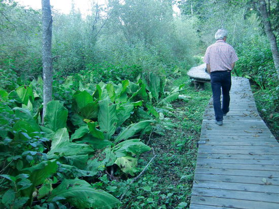 Ein Bordwalk durch ein Sumpfgebiet in dem die kohlartige Skunk Pflanze wächst. Leider war sie schon ziemlich am eingehen wie man sieht!
Der Bordwalk war ganz hervorragend angelegt und ist im Frühjahr bis zum Juli bestimmt sehr interessant.
Wir sind dann noch bis Shelter Bay gefahren und haben die kostenlose Fähre (20 Min. Überfahrt ans andere Ufer) gerade um wenige Minuten verpaßt. Da sie nur zur vollen Stunde fährt war es dann schon 20 Uhr und dunkel und wir verbrachten die Nacht auf der Rest Area um am anderen Morgen überzusetzen.
