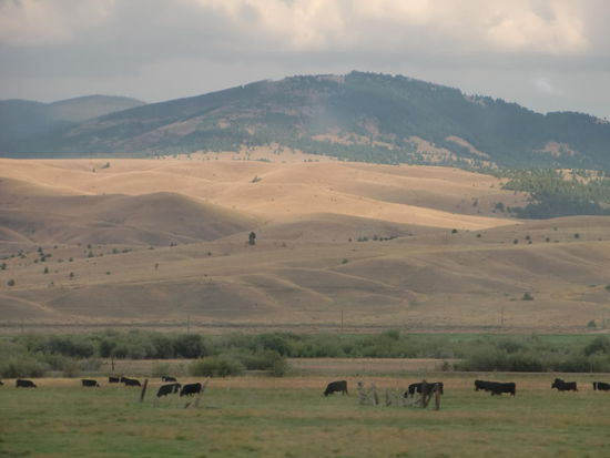 In Montana gab es viele,  jetzt vertrocknete,  Grasflächen auf denen große Herden von Rindern weideten.