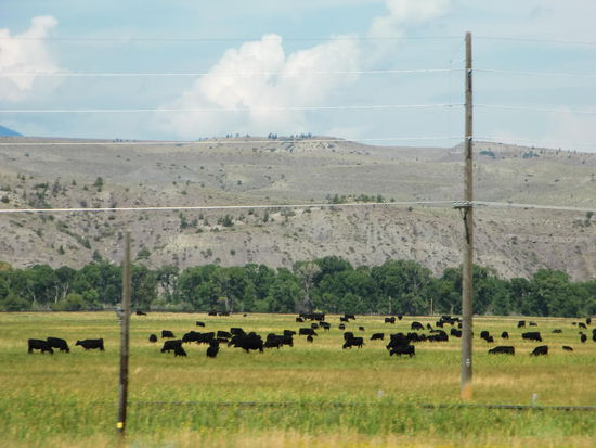 Überall waren Rinder auf den Weiden