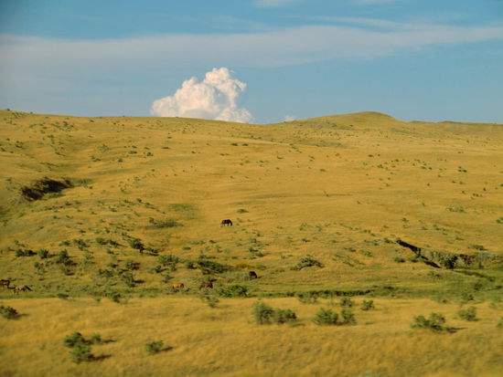 Heute grasen auf dem Schlachtfeld friedlich die Rinder oder Pferde