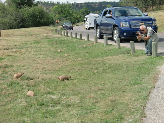Die vielen süßen Präriedogs am Strassenrand sind ein begehrtes Fotoobjekt!