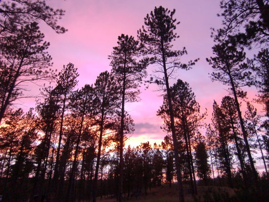 Übernachtung auf einem Waldcampingplatz!
Der Sonnenuntergang schimmerte schön durch die Bäume hindurch!
Eigentlich war der CP geschlossen; die vorderen 4 Plätze waren aber benutzbar. Kein Wasser mehr, aber Plumpsklo. Wir hatten keine Lust wieder zurück nach Custer zu fahren. Die 10$ zahlten wir dann halt fürs Stehen!
Später gesellte sich noch ein Amerikaner zu uns etwas weiter weg.
Nachts wurde es jedoch stockdunkel - da benutzte ich lieber die Toilette im Auto. Vielleicht hätte ich das Klappern einer Klapperschlange mit dem Geräusch von Zirpen verwechselt!?
Und nachdem wir so gut im Wald standen gab es statt 'Huevos al la Flamenco' doch Spaghetti mit Thunfischsauce da ich das Nudelwasser so gut entsorgen konnte!