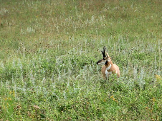 Kaum im Wind Cave NP zeigte sich eine Pronghorn-Antilope am Strassenrand. 
Sie war nicht schreckhaft und wir konnten endlich mal eine Antilope gut fotografieren. An der Autobahn sahen wir sehr viele Antilopen, aber ein Schnappschuß mißlang immer!