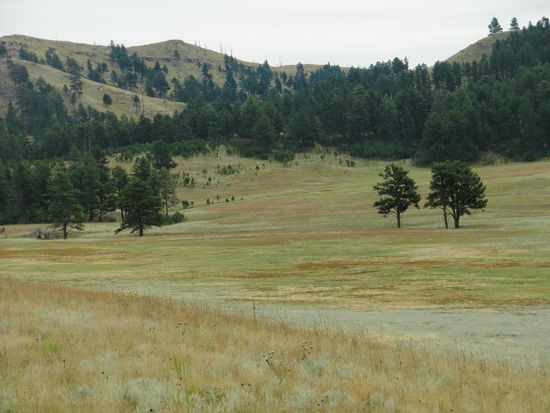 Die Landschaft änderte sich wieder, kaum daß wir im Wind Cave NP waren. Vorher fuhren wir durch Felsnadeln und Wald und jetzt durch eine wunderschöne Heidelandschaft. Die Farben des Graslandes wirkten wie ein Aquarell!
