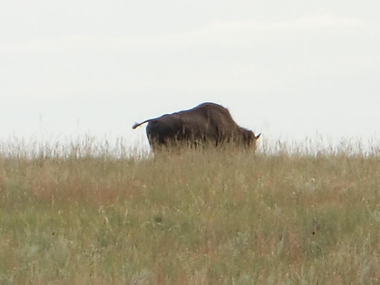 Dann sahen wir einen Bison am Horizont auf einem Hügel verschwinden!
Schade! Auf der Strasse lag eine Menge Bisonkot! Aber wir haben ja schon viele Bisons gesehen!