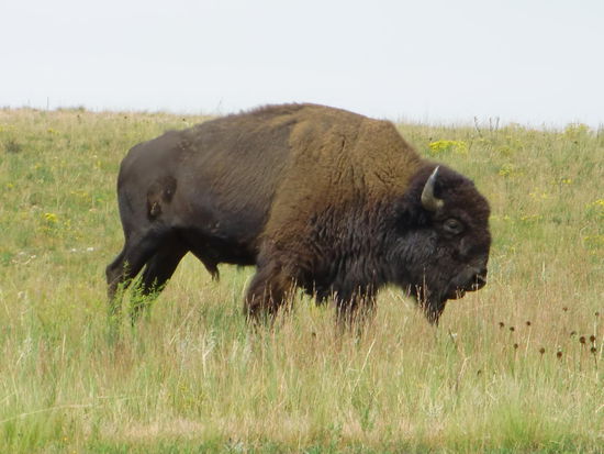 Und dann fuhren wir noch ein Stück in der falschen Richtung da ich auf der Karte Bison-Flat gelesen habe!
Und tatsächlich: Hier graste eine Bisonherde!