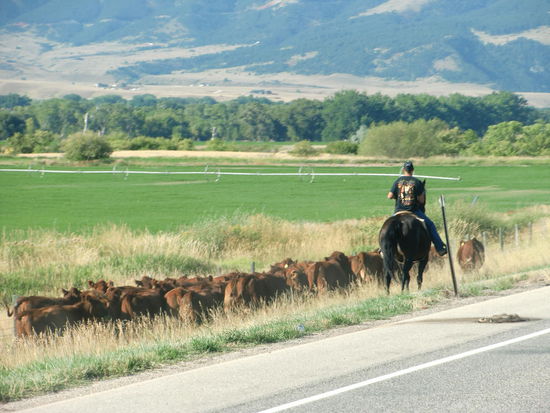 Am Rande des  Hwy. 14 wird eine Rinderherde getrieben.
Im Hintergrund sieht man das Bewässerungsgestell. Saftiges Grün in der gelben Wüstenlandschaft!