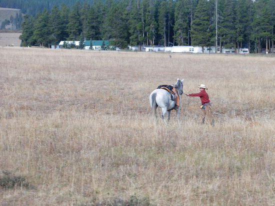 Endlich ein richtiger Cowboy!!!
Direkt neben der Strasse fing dieser Cowboy sein Pferd ein!
Ich war total überzeugt,daß Gregor sofort anhält und sich auch mal Cowboys ansehen will. Weit gefehlt! Er fuhr langsam weiter; ich konnte gerade noch ein Foto machen und mich halb verrenkend aus dem Fenster lehnen!
Wieso hältst Du nicht an?
Habe doch alles gesehen! Der hat sein Pferd mit dem Lasso eingefangen und das war's jetzt! Jetzt ist es nur noch ein Reiter mit Pferd. Hunderte Male gesehen!
Wo?
In den Wildwestfilmen!
Das ging doch alles viel zu schnell! Ich habe nicht einmal gesehen was die Cowboys für Kleidung anhatten!
Das kann ich Dir sagen: Jeans und Hemd!
Und außerdem müssen wir dann lange warten wenn die Rinder über die Strasse laufen!
Du Ignorant!
Ich kann aber umkehren wenn Du willst, Du Stinkstiefel!
(Dabei besitze ich kein einziges Paar Stiefel!)
Nein - jetzt auch nicht mehr, wir wollen ja möglichst früh im Yellowstone NP ankommen!
O.K. - aber ich halte immer an wenn Du das willst!
Ein Wort - wurde gleich in die Tat umgesetzt - siehe Foto unten!
Zum Glück sind die Schnappschüsse gelungen!