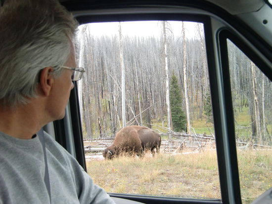 Kaum im Park sahen wir schon die ersten Bisons am Strassenrand grasen.