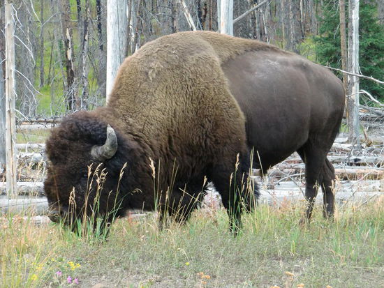 Wieder ein Bison-Foto!
Habe ich schon erwähnt daß ich Bisons liebe!!??
Es sind so wunderschöne Tiere die mit stoischer Ruhe die Menschen mit Nichtbeachtung strafen!
Keine 10 m weiter standen viele Autos am Strassenrand - bei uns niemand. Da vermutete Gregor den Rest der Bisonherde.
Also hielten wir dort auch noch einmal an - aber da sind ja Bäume und ich sehe keine großen braunen Tiere.
Es war auch kein Bison zu sehen, sondern .......