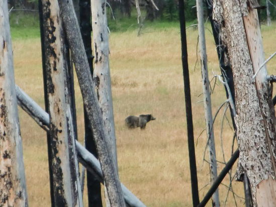 ......ein Grizzly!
Leider schafft meine Kamera keine schärferen Fotos auf weitere Entfernung. Dem Bär möchte ich aber nicht begegnen;  er war riesig!