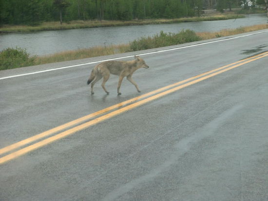 Der arme Wolf wurde am Fluss immer weiter getrieben da Leute hinter ihm her waren um das, und noch ein, und noch ein Foto zu machen!
Wir fuhren dann weiter und Gregor fühlte daß der Wolf die Strasse überqueren wollte um wieder in den Wald zu kommen.
Als gerade kein Gegenverkehr kam hielten wir an:
Der Wolf blickte erst unsicher, aber dann überquerte er die Strasse und als er den Wald sah rannte er davon!
Im Yellowstone soll es inzwischen über 150 Wölfe geben!