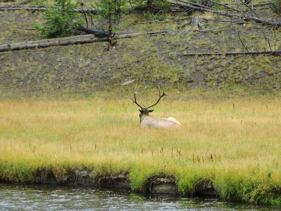 Wir kommen doch nicht auf einen CP!
Zwischenstopp für ein kurzes Foto von einer Elk-Herde. Hier lag abseits der Boss im Gras!
Ob er wohl dachte:Ihr könnt mich alle mal!