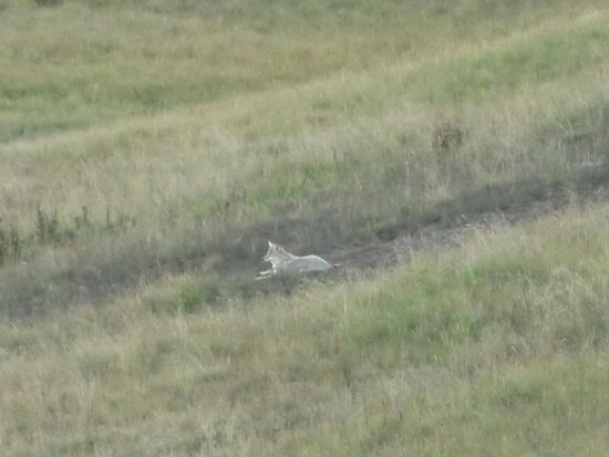 Auf was der Wolf wohl die ganze Zeit über wartet?