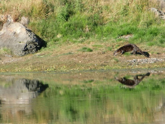 Flussotter, der sich im Wasser spiegelt - also zweimal Otter!