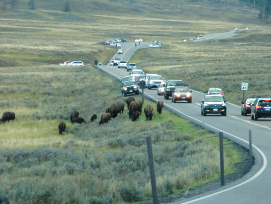 So sieht es aus wenn viele Autos unterwegs sind und alle anhalten um zu fotografieren!